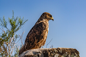 Galapagos - Santa Fe - Galapagos Hawk