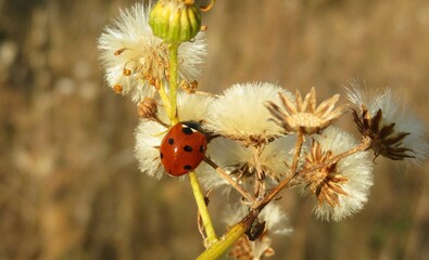 ladybug on hieracium flowers in autumn garden, closeup © natalya2015