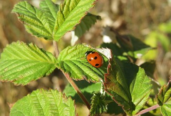 Ladybug on a raspberry leaf in fruit garden, closeup