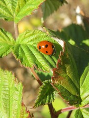 Ladybug on raspberry leaf in the garden, closeup