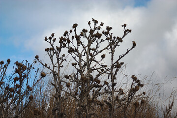 autumn vegetation gradually fades