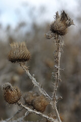 autumn vegetation gradually fades