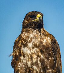 Galapagos - Santa Fe - Galapagos Hawk