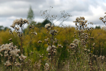 autumn vegetation gradually fades