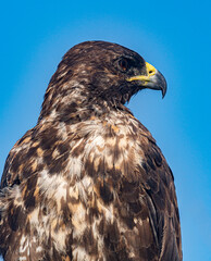 Galapagos - Santa Fe - Galapagos Hawk