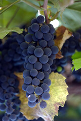 autumn grape cluster with round blue berries