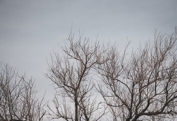 Tree branches on grey sky background. Frozen trees. Dead tree. Autumn landscape. Cold weather concept. Nature in winter.  