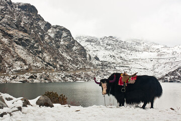 A yak from north east India