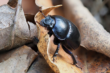 Waldmistkäfer (Anoplotrupes stercorosus)
