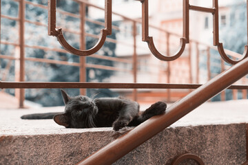 A black cat relaxes outside, sipping its paws. The concept of rest, relaxation and pleasure.