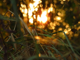 Sunset. Sun in the grass. Alice in the Land of Grass, on a visit, With the eyes of an ant, In the Land of Grass, New locations.