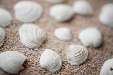 Fototapeta na wymiar Close-up of shells on sand