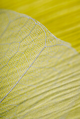 Close-up of a leaf