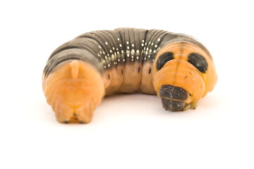 Closeup shot of an caterpillar showing details.
