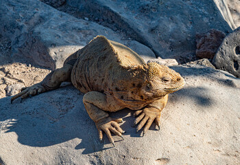 Galapagos - Santa Fe - Land Iguana