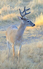White tail buck
