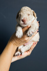 close up woman holding little puppy