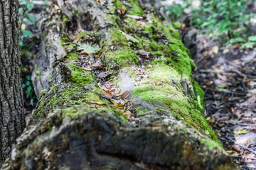 moss on a fallen tree trunk in the forest