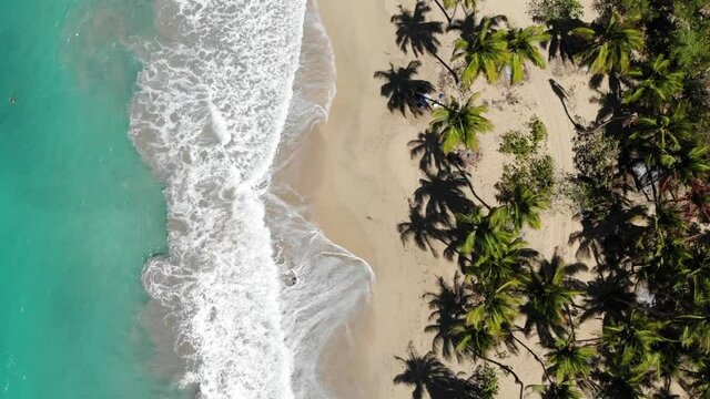 Top down view aerial drone fly over the paradise beach with palm trees and blue water of Atlantic Ocean El Limon, Miches, Dominican Republic 