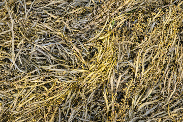 Bladder wrack seaweed background. Fucus vesiculosus