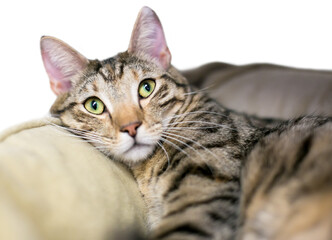 Obraz premium A brown tabby shorthair cat relaxing in a pet bed