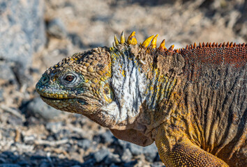  Galapagos - Plaza Sur- Land Iguana
