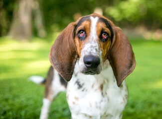 A Bassett Hound dog with ectropion or drooping eyelids
