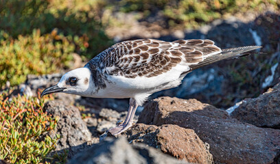  Galapagos - Plaza Sur- Sea Gull