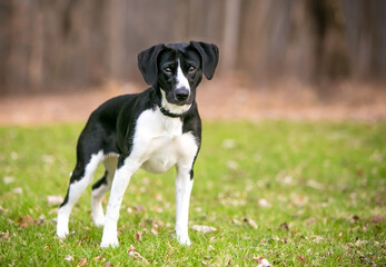 A black and white mixed breed dog with large floppy ears looking at the camera