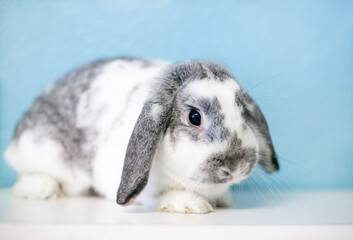A gray and white lop eared rabbit lying down