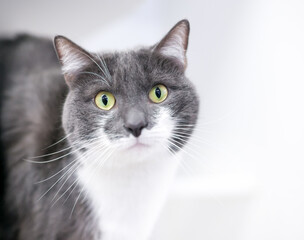 A wide-eyed gray and white shorthair cat staring at the camera