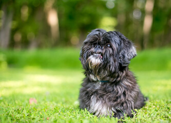 A scruffy Lhasa Apso mixed breed dog sitting outdoors and looking up