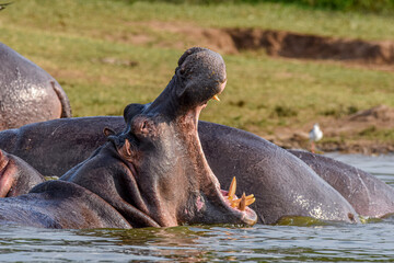 hippo in the water with his friends in Queen Elizabeth NP- Uganda.