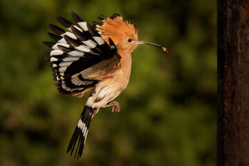 Eurasian Hoopoe (Upupa epops) feeding it's chicks captured in flight. Wide wings, typical crest and pray in the beak. Hunting insect, lizard, gecko, spiders, grub, maggot and worms