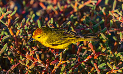  Galapagos - Plaza Sur- Yellow Warbler