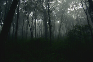 Fototapeta na wymiar Neblina entre árboles