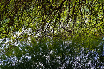 Tree  branches on lake water