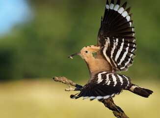 Eurasian Hoopoe (Upupa epops) feeding it's chicks captured in flight. Wide wings, typical crest and pray in the beak. Hunting insect, lizard, gecko, spiders, grub, maggot and worms
