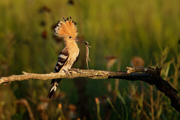 Eurasian Hoopoe (Upupa epops) feeding it's chicks captured in flight. Wide wings, typical crest and pray in the beak. Hunting insect, lizard, gecko, spiders, grub, maggot and worms
