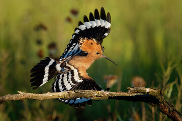 Eurasian Hoopoe (Upupa epops) feeding it's chicks captured in flight. Wide wings, typical crest and pray in the beak. Hunting insect, lizard, gecko, spiders, grub, maggot and worms