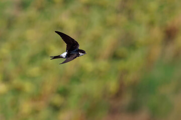 Common House-Martin - Delichon urbicum black and white flying bird eating and hunting insects, also called northern house martin, swallow family, breeds in Europe, north Africa