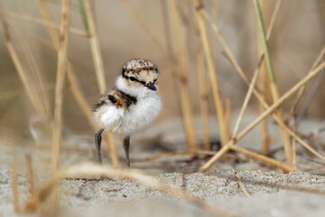 Little Ringed Plover - Charadrius dubius young chick of wader and shorebird species feeding on the...