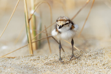 Little Ringed Plover - Charadrius dubius young chick of wader and shorebird species feeding on the sand beach of the Black Sea in Bulgaria. Cute small bird