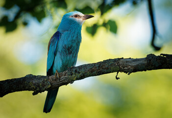 European Roller - Coracias garrulus colourful blue bird sitting on the branch and looking for the food for its chicks in the hole nest