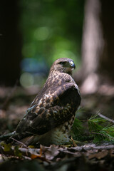 Red tailed hawk sitting in the woods