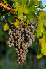 Fototapeta premium rote Weintrauben im Weingarten bei Abendlicht des Sonnenunterganges