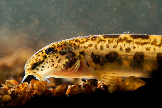 Golden Spined Loach - Sabanejewia balcanica is a genus of ray-finned fish in the family Cobitidae. Very similar (the same look) as Romanian, Balkan, Aral, Italian, Caspian, Carpathian Golden Loach.