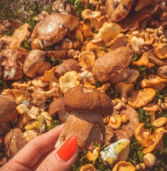 mushrooms