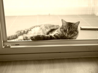Chat