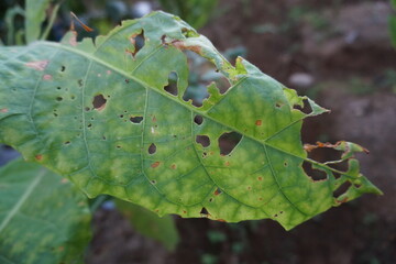 Close-up of perforated tobacco leaf on a blurred background.